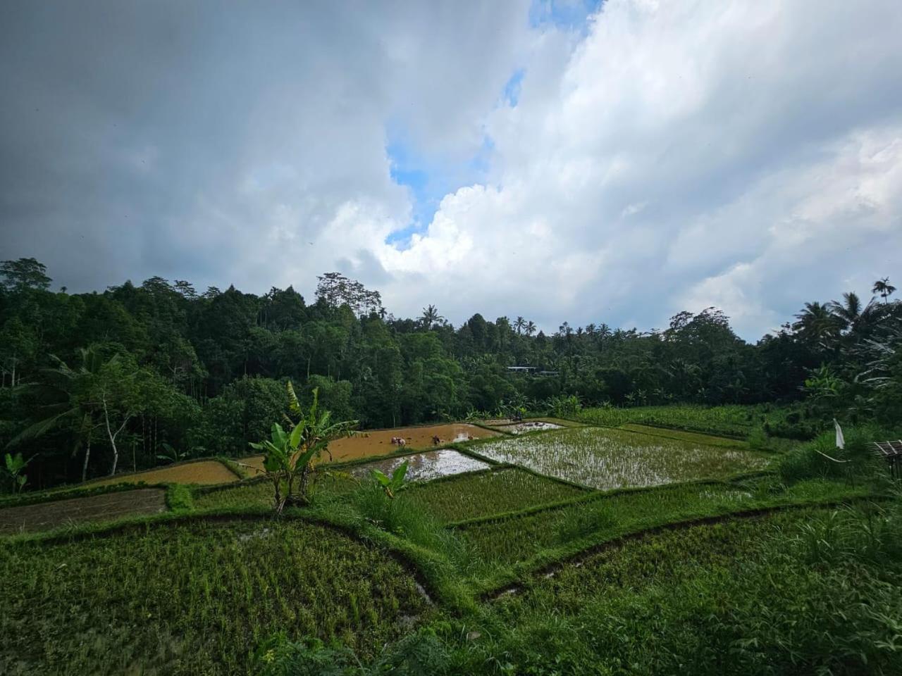 Avocado Homestay Tetebatu Exterior photo