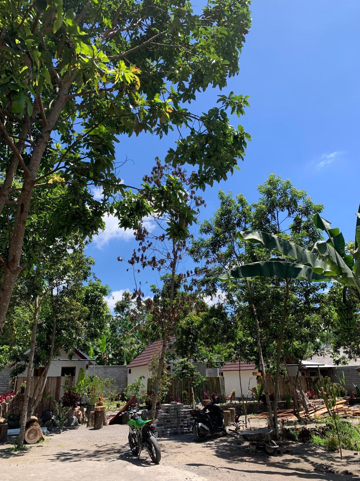 Avocado Homestay Tetebatu Exterior photo